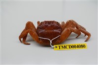 藏品(白紋方蟹)的圖片